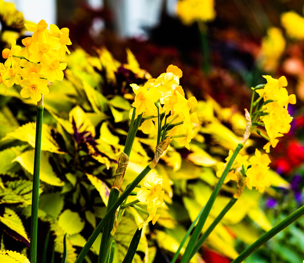 Yellow flowers
