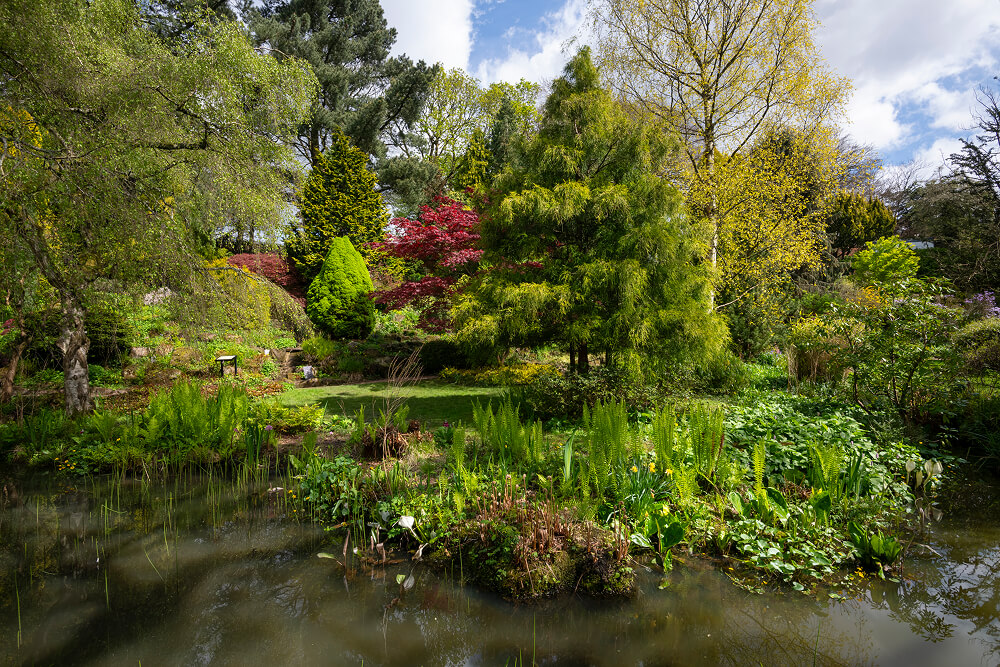 A scene of trees, grass and a pond in Fletcher Moss Botanical Garden in Manchester, England